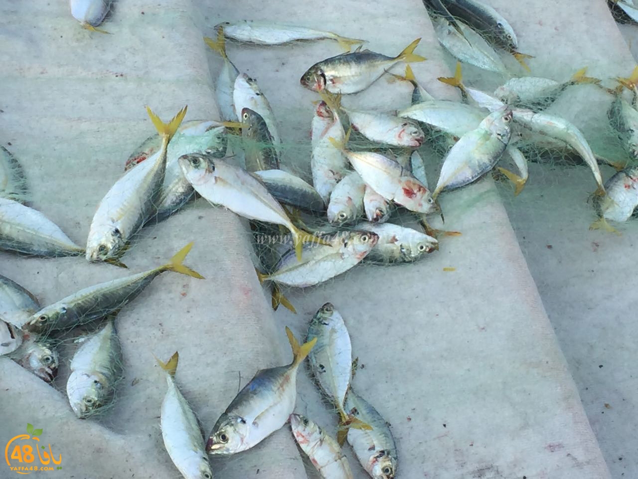 asmak torglos (7).jpg